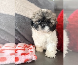 Shih Tzu Puppy for sale in ADDISON, IL, USA