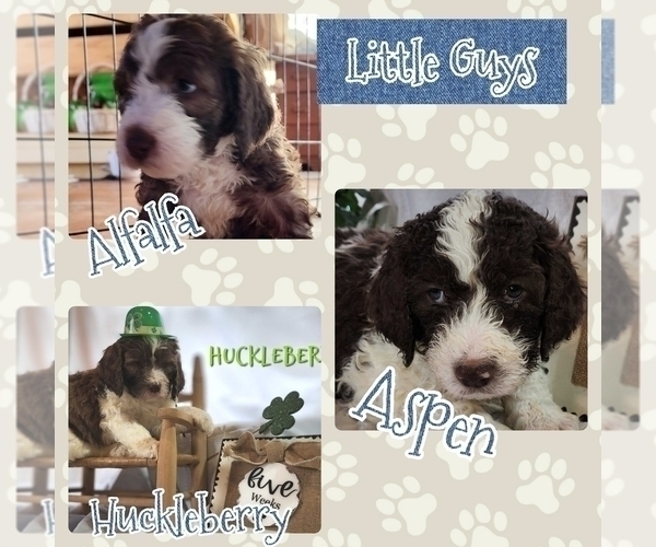 Medium Photo #5 Bernedoodle Puppy For Sale in GEORGETOWN, DE, USA
