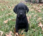 Small Photo #4 Labrador Retriever Puppy For Sale in TYLER, TX, USA