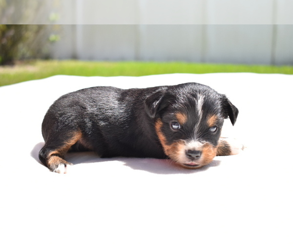 Medium Photo #3 Miniature American Shepherd Puppy For Sale in PALM COAST, FL, USA