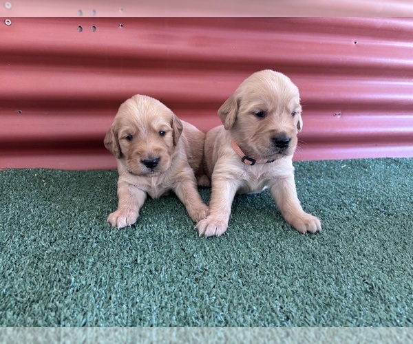 Medium Photo #2 English Cream Golden Retriever Puppy For Sale in CERES, CA, USA