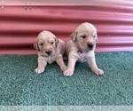 Small #1 English Cream Golden Retriever