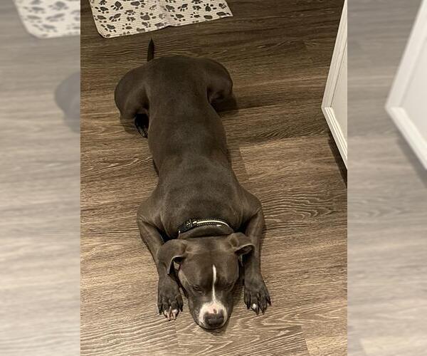 Medium Photo #1 American Staffordshire Terrier Puppy For Sale in San Antonio, TX, USA