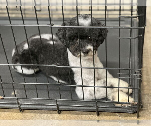 Medium Photo #2 Poodle (Miniature) Puppy For Sale in St. Louis Park, MN, USA