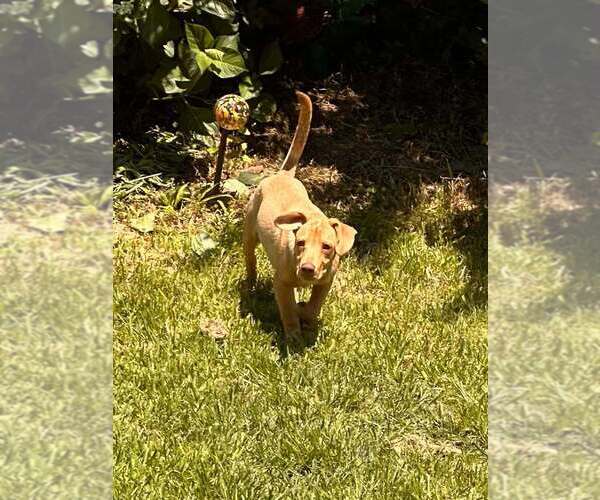 Medium Photo #44 Labrador Retriever-Unknown Mix Puppy For Sale in New York, NY, USA