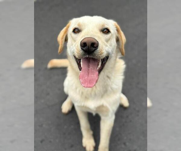 Medium Photo #3 Labrador Retriever-Unknown Mix Puppy For Sale in Calgary, Alberta, Canada