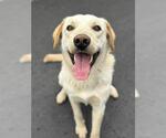 Small #2 Labrador Retriever Mix