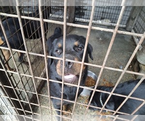 Rottweiler Puppy for sale in LAKELAND, FL, USA