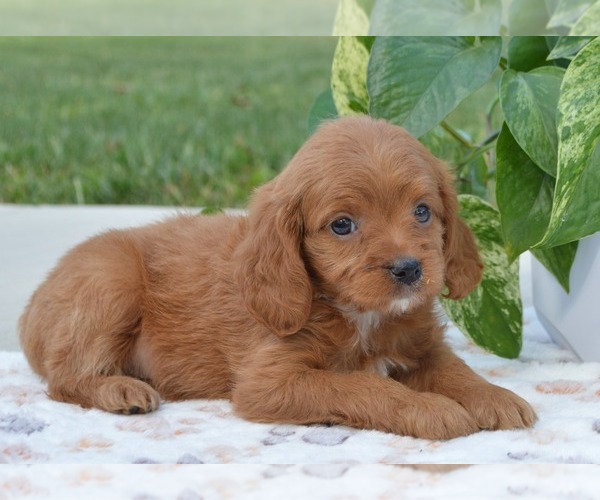 Medium Photo #1 Cavapoo Puppy For Sale in PARADISE, PA, USA