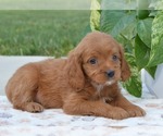 Puppy Lady Cavapoo