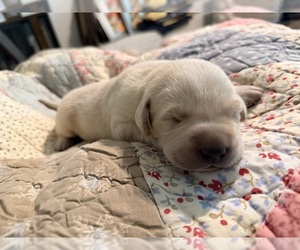 Labrador Retriever Puppy for sale in SUMMERVILLE, SC, USA