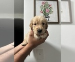 Small Photo #1 Golden Retriever Puppy For Sale in PORT RICHEY, FL, USA