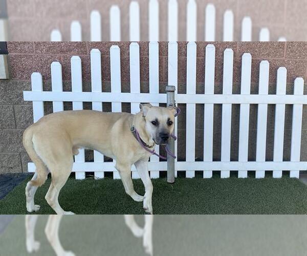 Medium Photo #1 Mastiff Puppy For Sale in Modesto, CA, USA