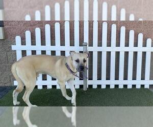 Mastiff Dogs for adoption in Modesto, CA, USA