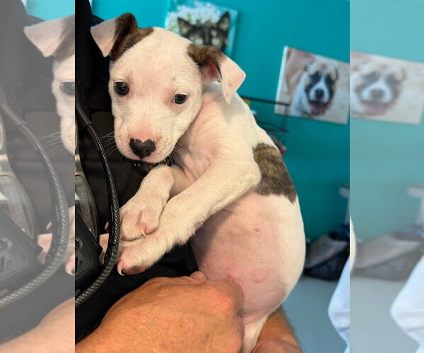 Medium Photo #2 American Pit Bull Terrier-American Staffordshire Terrier Mix Puppy For Sale in Chester, VA, USA