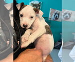 Small #1 American Pit Bull Terrier-American Staffordshire Terrier Mix
