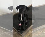 Small #1 Labrador Retriever Mix