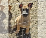 Small #2 Belgian Malinois
