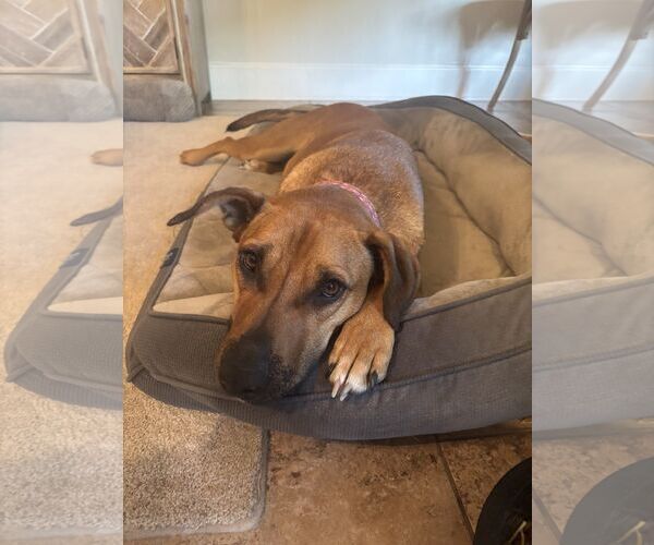 Medium Photo #2 Beagle-Mountain Cur Mix Puppy For Sale in Horn Lake, MS, USA