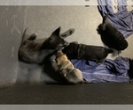 Small Photo #7 German Shepherd Dog Puppy For Sale in JOLIET, IL, USA