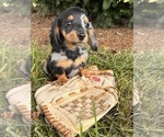 Small #3 Dachshund