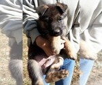 Small Photo #1 German Shepherd Dog Puppy For Sale in LEWISBURG, TN, USA