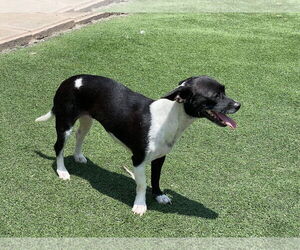 Bessie - Female Chihuahua Dog for Adoption - Photo #5