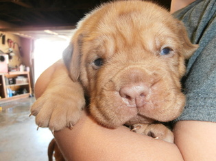 Dogue de Bordeaux Puppy for sale in PORTERVILLE, CA, USA