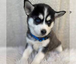Pomsky Puppy for sale in GORDONVILLE, PA, USA