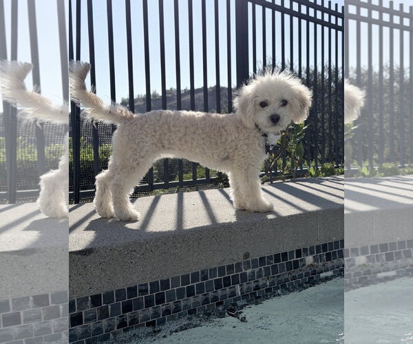 Medium Photo #2 Poodle (Miniature)-Unknown Mix Puppy For Sale in Corona, CA, USA