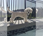 Small #1 Poodle (Miniature) Mix