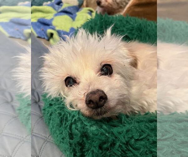 Medium Photo #6 Maltipoo (Toy) Puppy For Sale in Milwaukie, OR, USA