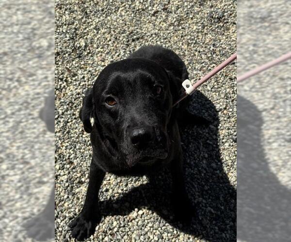 Medium Photo #1 Labrador Retriever Puppy For Sale in Palmetto, FL, USA