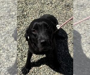 Labrador Retriever Dogs for adoption in Palmetto, FL, USA