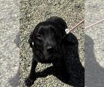 COCA-COLA - Male Labrador Retriever Dog for Adoption - Small photo