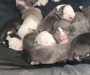 American Pit Bull Terrier Puppy for sale in NORTH PORT, FL, USA