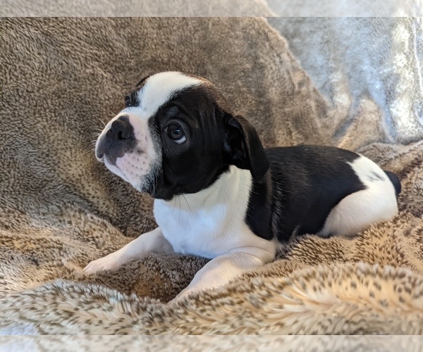 Full screen Photo #1 Boston Terrier Puppy For Sale in PECULIAR, MO, USA