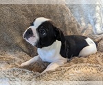 Small Photo #1 Boston Terrier Puppy For Sale in PECULIAR, MO, USA