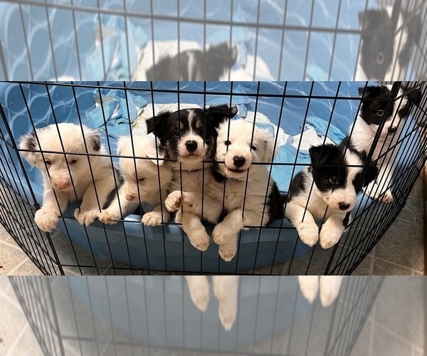 Medium Photo #1 Border Collie Puppy For Sale in CLEVELAND, NC, USA