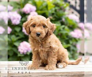 Goldendoodle (Miniature) Puppy for sale in LEOLA, PA, USA
