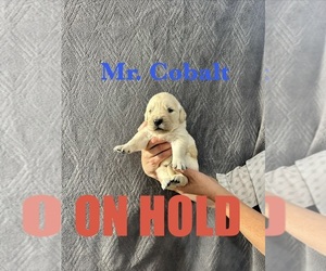 Medium English Cream Golden Retriever
