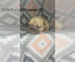 Puppy 1 French Bulldog