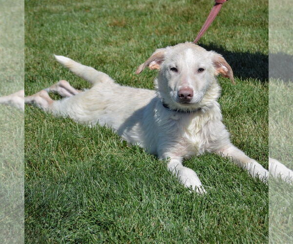 Medium Photo #4 Great Pyrenees-Unknown Mix Puppy For Sale in Huntley, IL, USA