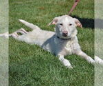 Small #3 Great Pyrenees Mix