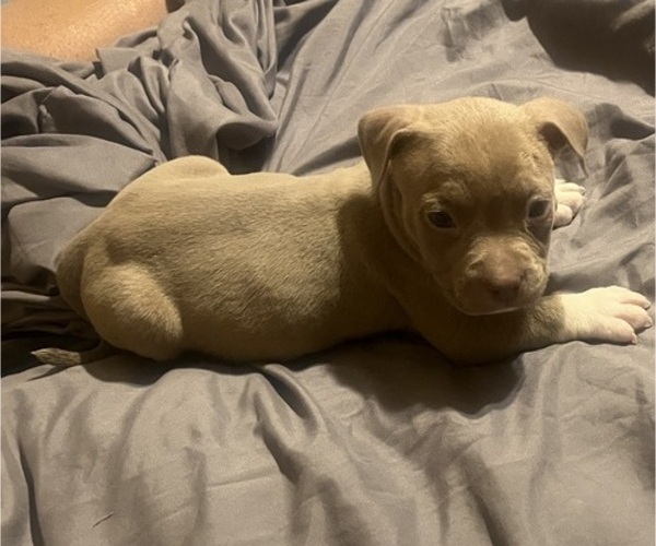 Medium Photo #32 American Bully Puppy For Sale in BUFFALO, NY, USA