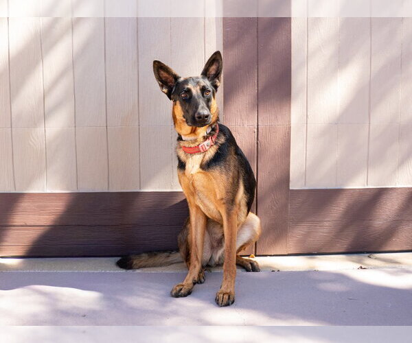 Medium Photo #7 German Shepherd Dog-Unknown Mix Puppy For Sale in Lake Forest, CA, USA