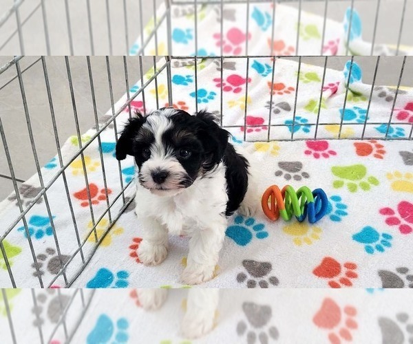 Medium Photo #10 Havashire Puppy For Sale in ORO VALLEY, AZ, USA