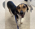 Small #11 Treeing Walker Coonhound Mix