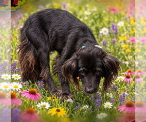 Papillon-Unknown Mix Dogs for adoption in Forestville, MD, USA