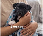 Small Photo #2 Boxador Puppy For Sale in Grovertown, IN, USA